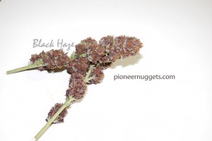 Black Haze cannabis strain, grown by Pioneer Production and Processing, LLC