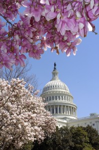 capitolblossoms