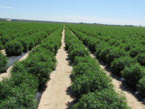 Folium Biosciences hemp farms are some of the largest in the USA. Location: La Junta, CO.
