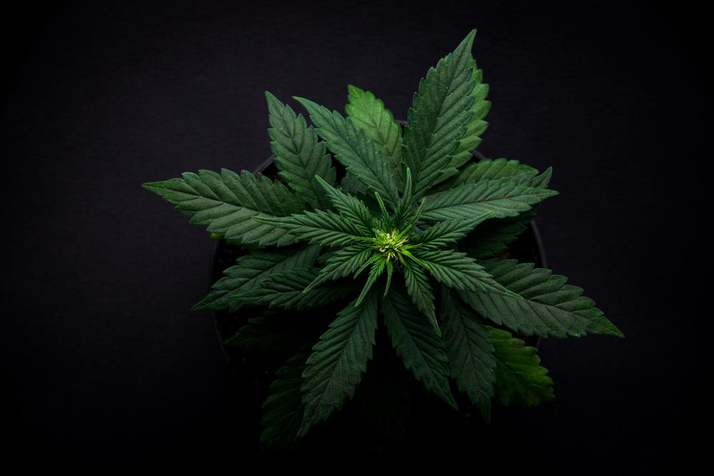 WEBINAR – Cannabis Considerations: Federal and State Planning