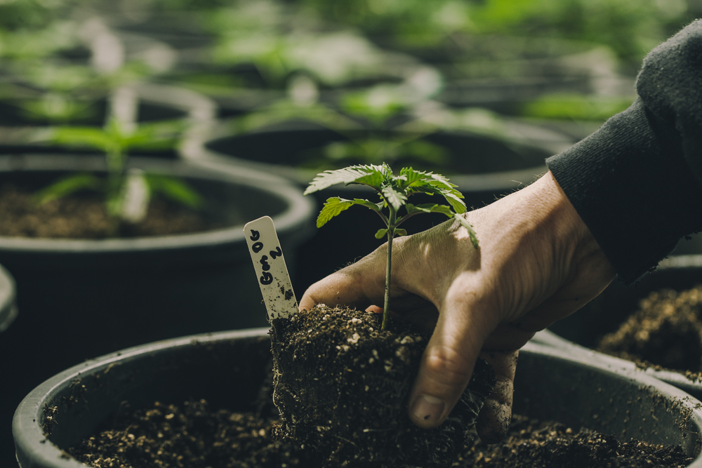 InSpire Transpiration Solutions to Host Cultivation Webinar Series