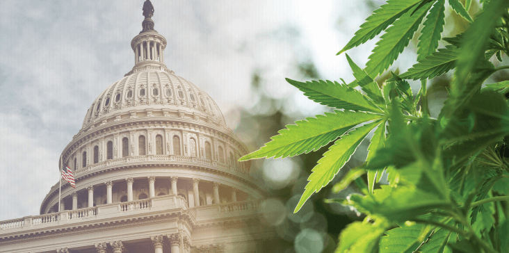 How Will The Federal Government Regulate Cannabis? We Have a Plan.