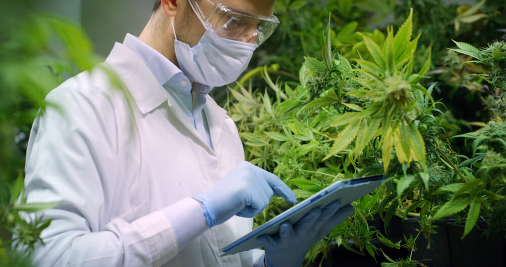 Committee Blog: Future-Proofing Cannabis Manufacturing Facilities