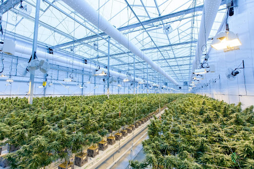 Ebee Management Group is Changing the Landscape of Cannabis Industry Financing