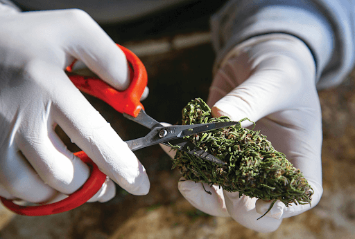 Impact of Hygiene on Herb Quality