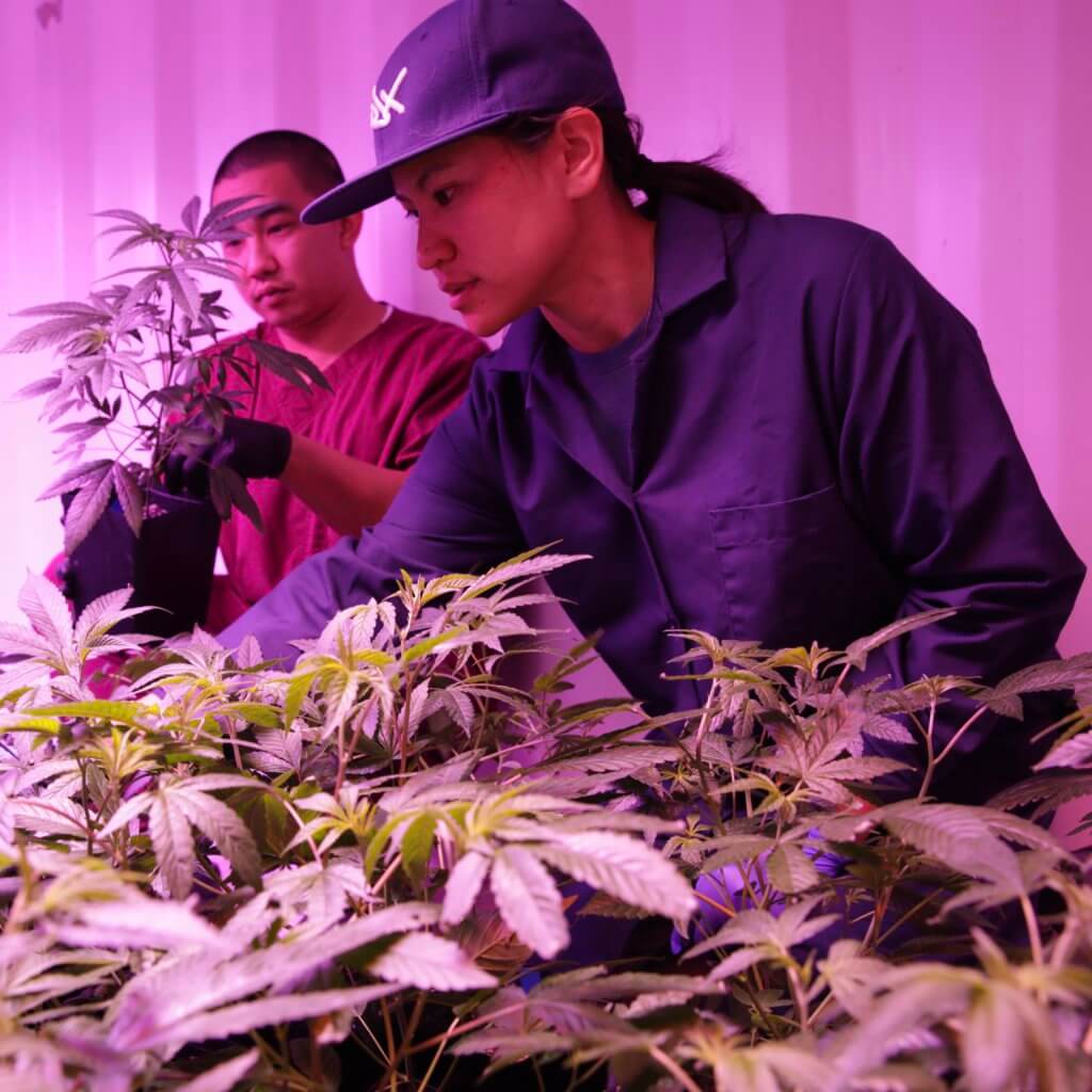 Researchers Made the First Lab-Grown THC, CBD, and Startups Are Blossoming