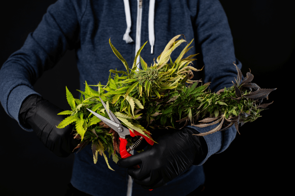 Committee Blog: Navigating the 2023 Cannabis Harvest Season – Balancing Labor Costs, Worker Safety, and Automation