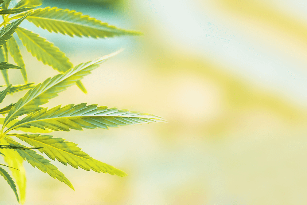 Committee Blog: Why 1% Total THC Could Open New Doors for the Hemp Industry