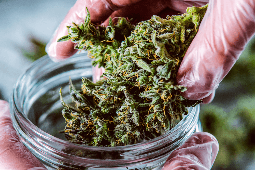 Member Blog: Discovering Dank – Unraveling the Mystery of the Cannabis Plant’s Iconic Odor