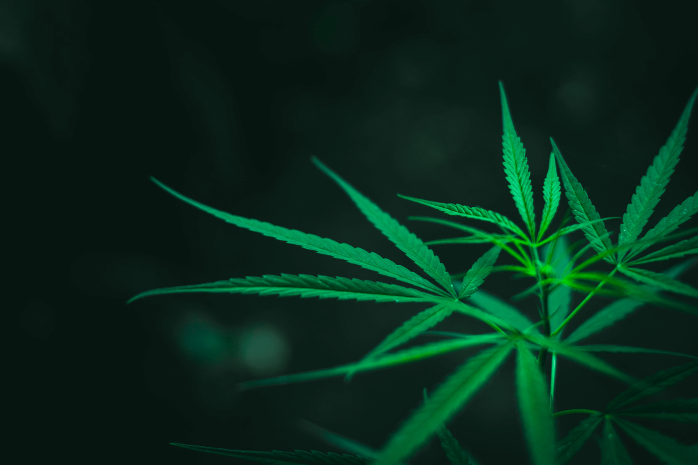 Committee Blog: Redefining Sleep Therapy – The Role of Cannabis in Decreasing Dependence on Conventional Sleep Medications