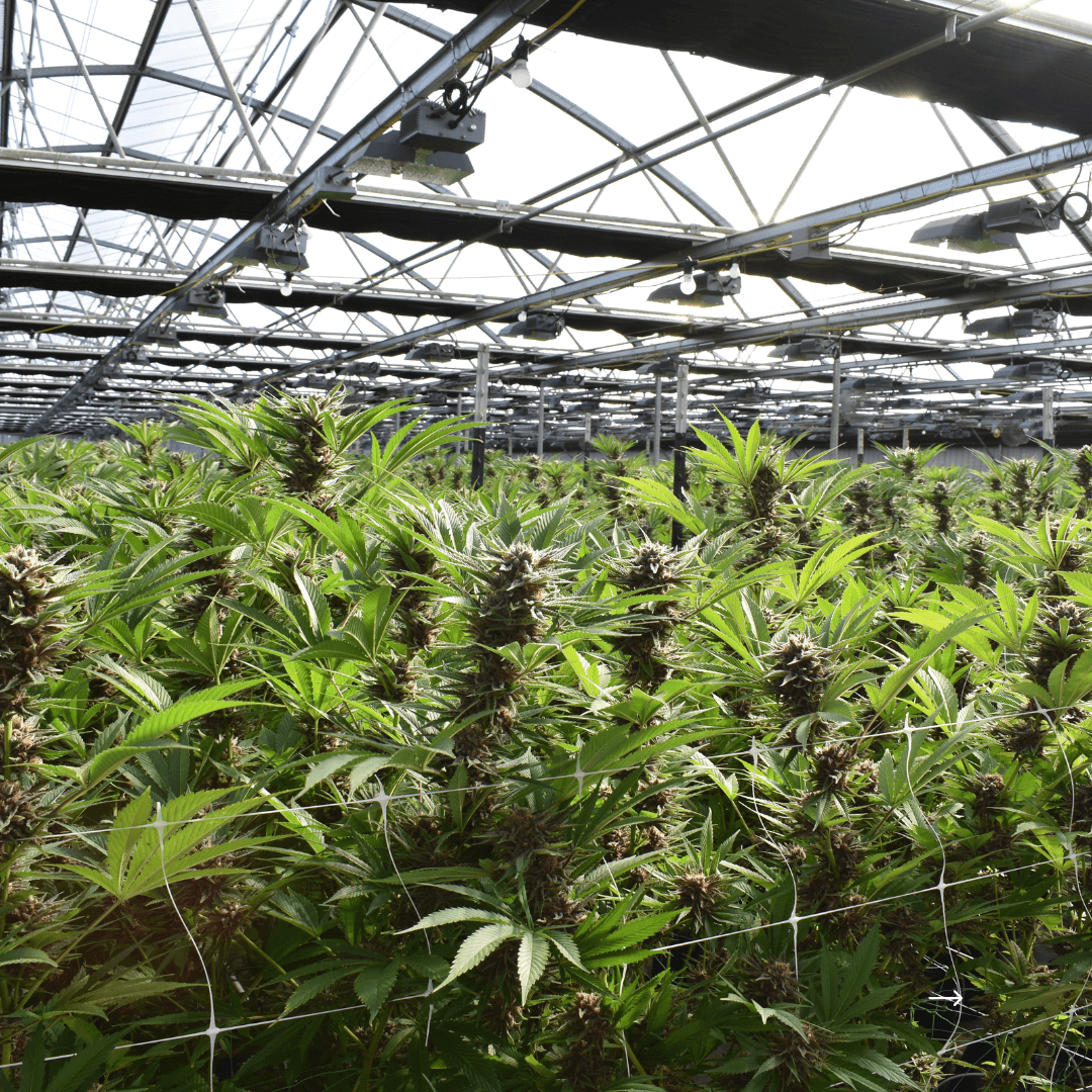 Committee Blog: Benefits of Temporary Labor in Cultivation 