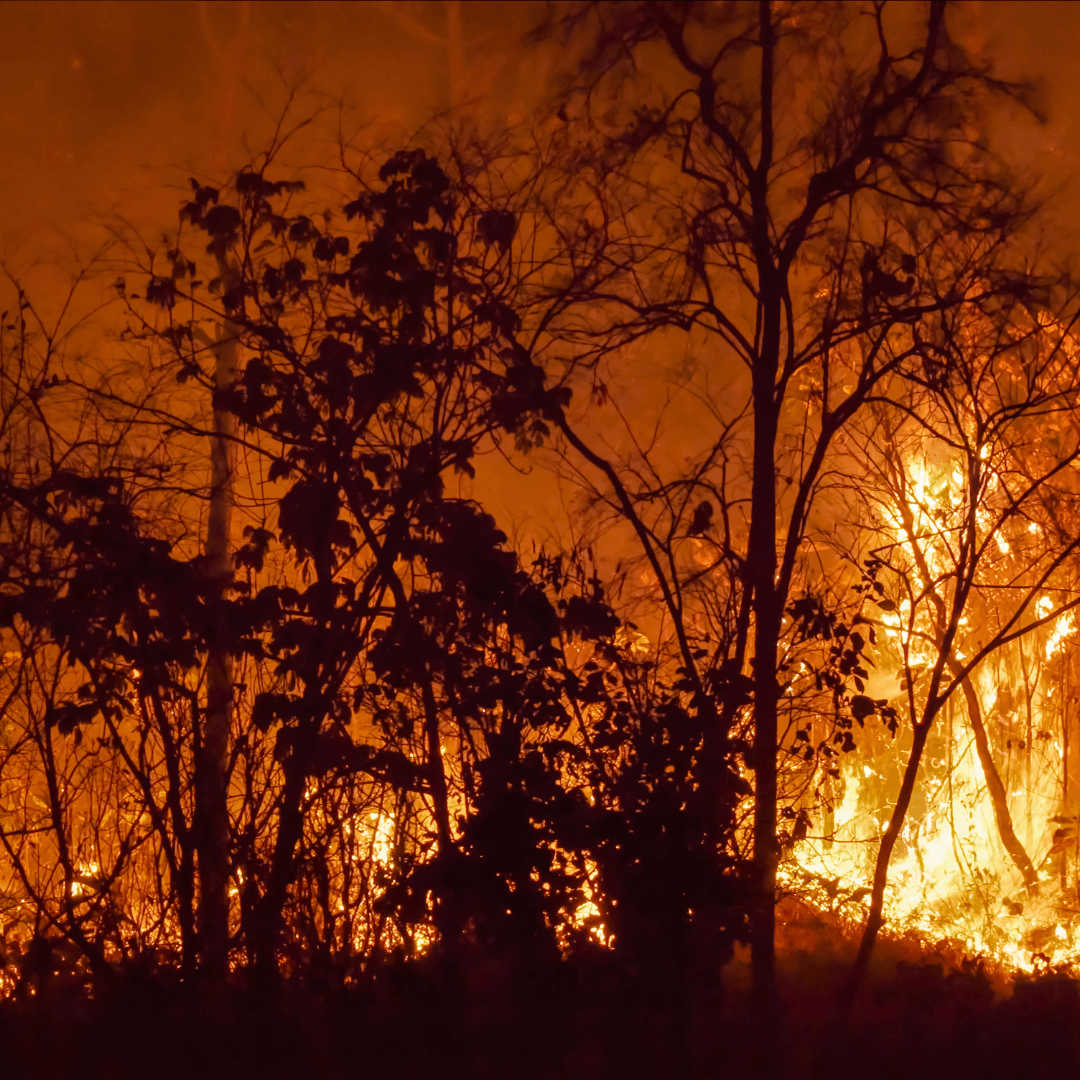 Committee Blog: How to Build a Cannabis Business Continuity Plan Before the Next Natural Disaster 