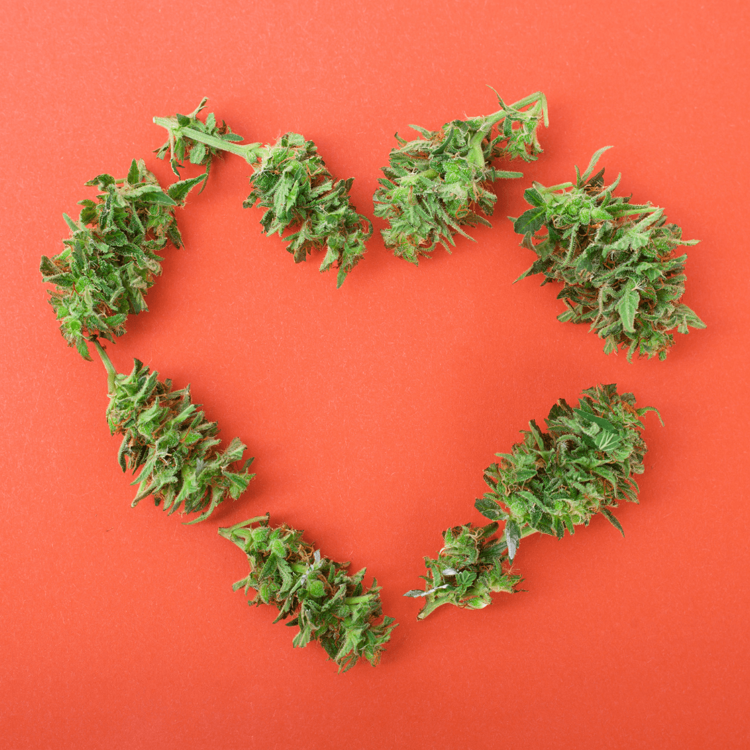 Committee Blog: Cannabis and Cardiovascular Disease