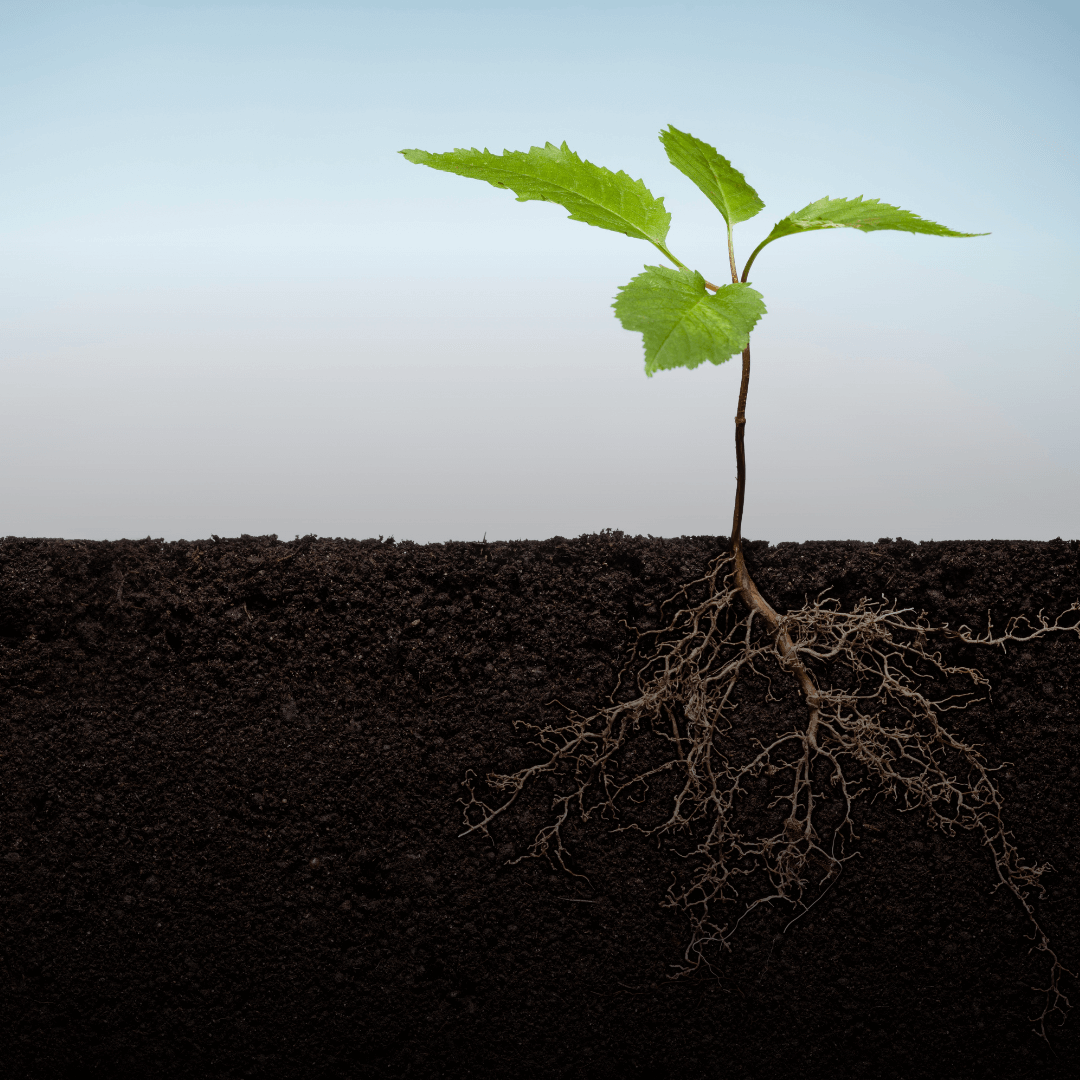 Rooted in Community: Fox Rothschild