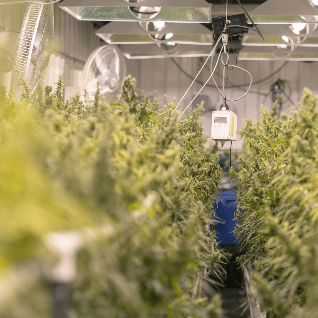 Before You Build: 5 Lessons for Cannabis Facility Success
